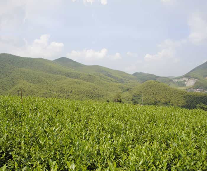 溧陽(yáng)白茶是啥茶？