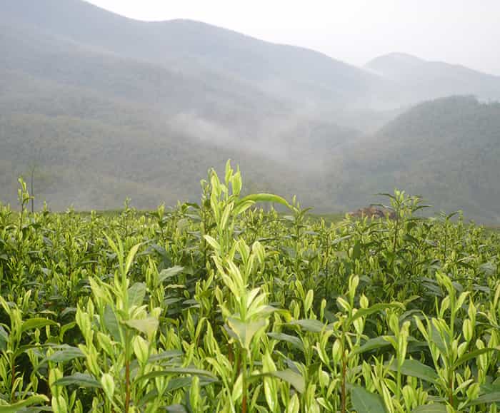 飲天目湖白茶的三流程：趣、神、味